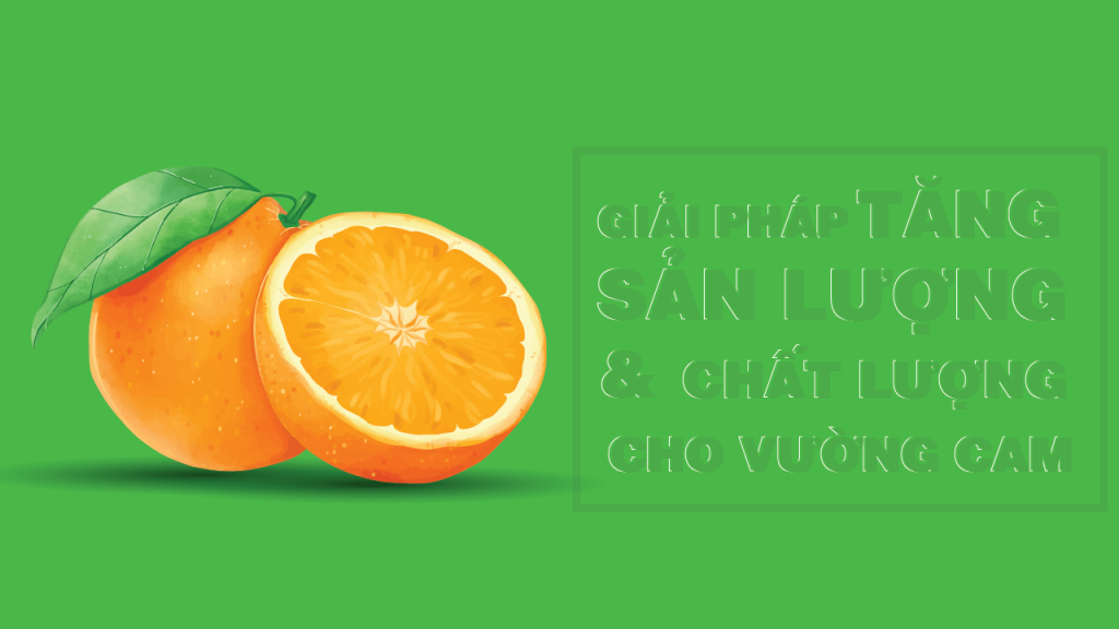 tang chat luong va san luong trong cam min