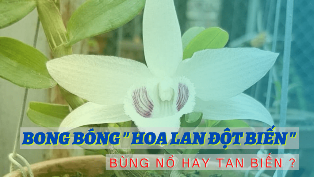 Lưới Chậu Lợi Dân