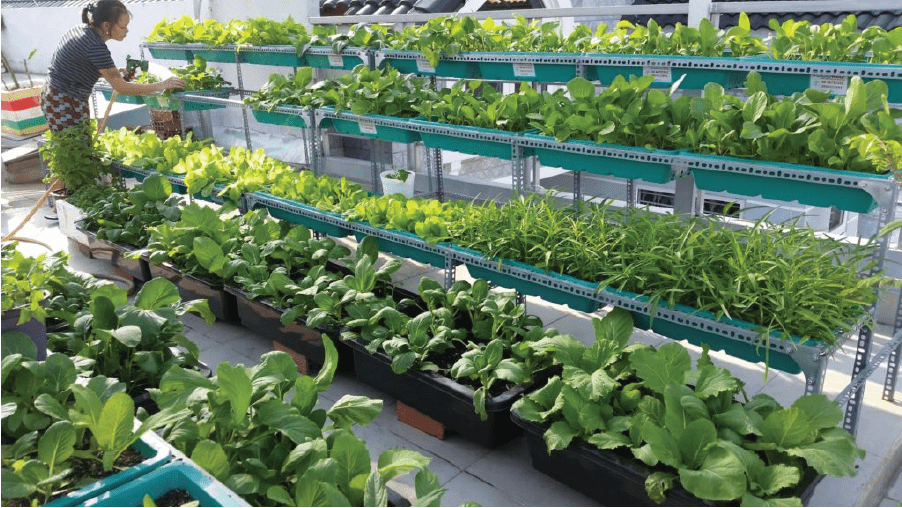 Hình ảnh thực tế sử dụng khay nhựa trồng rau trên sân thượng.