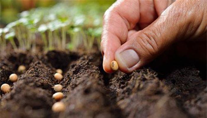 Tiến hành gieo hạt khi trồng rau tại nhà.