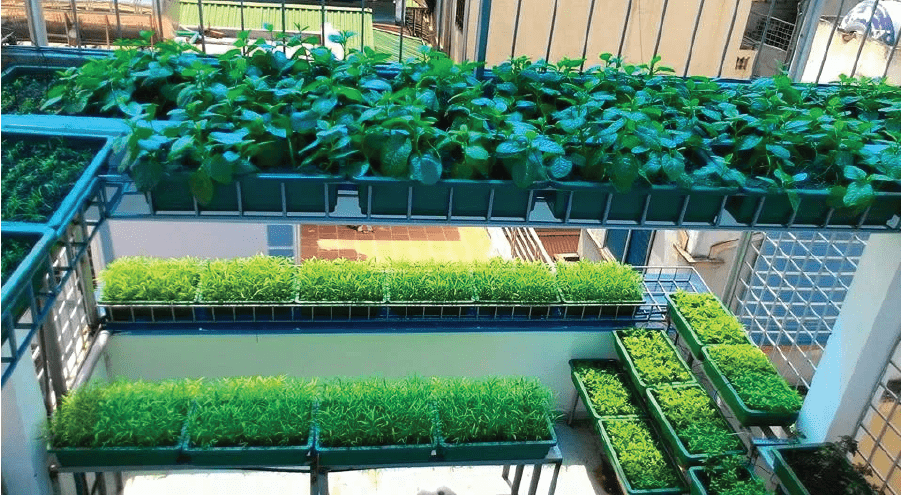 Hình ảnh thực tế sử dụng khay nhựa trồng rau trên sân thượng.