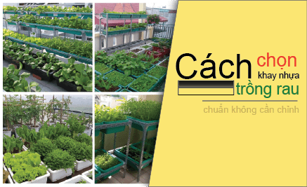 meo chon khay trong rau hop ly tiet kiem 08 min