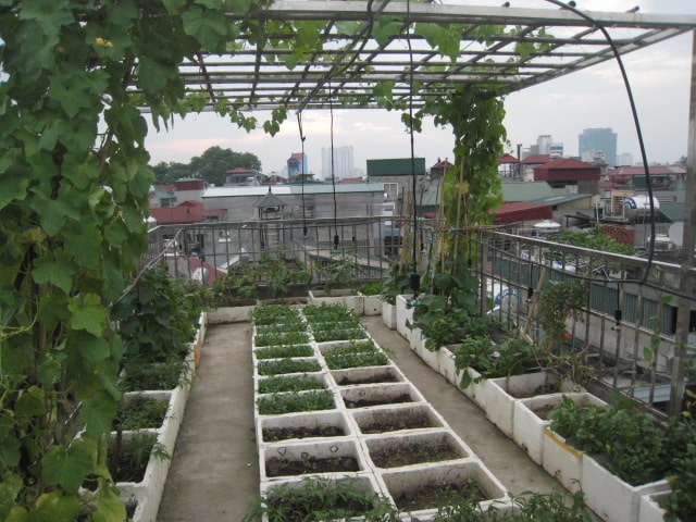 Hình ảnh trồng rau tại nhà trong mùa dịch.
