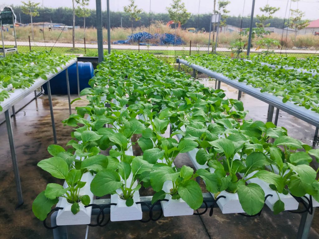 Hướng dẫn cách trồng rau tại nhà - Lưới Chậu Lợi Dân