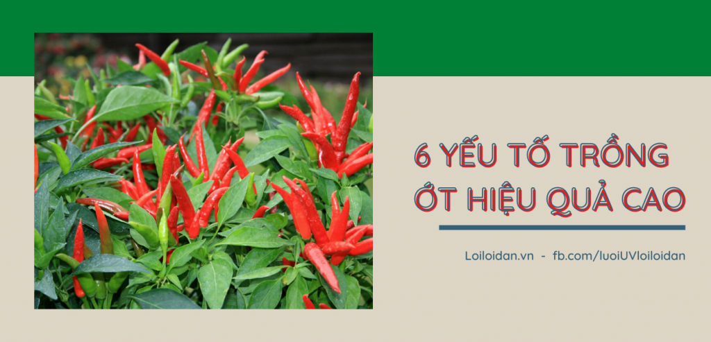 Huong dan 6 yeu to trong ot hieu qua cao