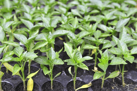 Cách trồng ớt hiệu quả cần lựa chọn cây giống tốt