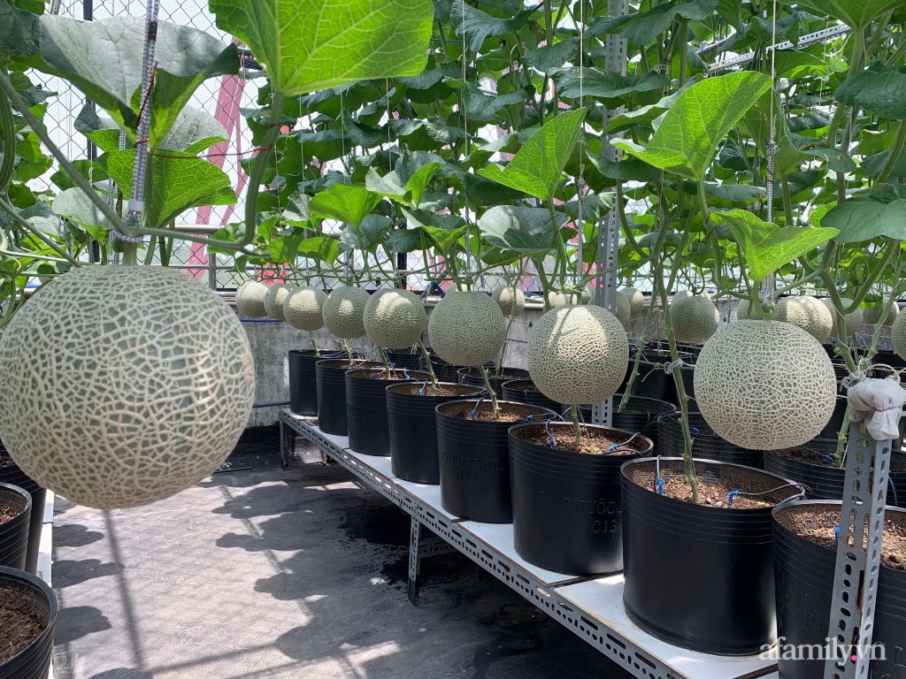 Lưới Chậu Lợi Dân