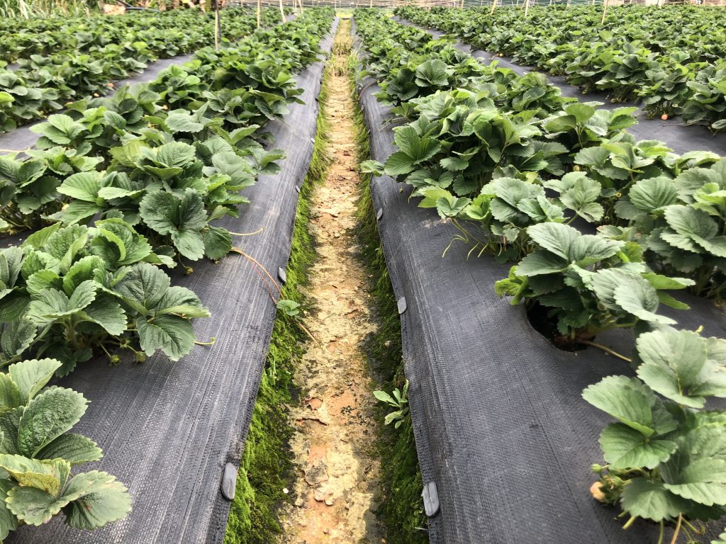 Lưới Chậu Lợi Dân