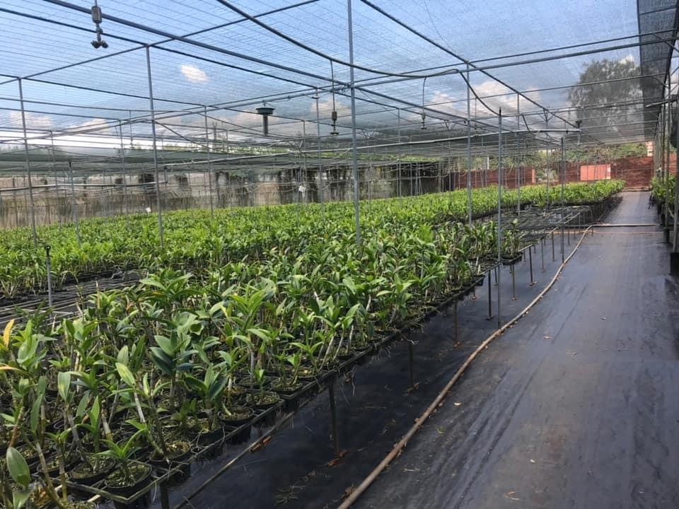 Lưới Chậu Lợi Dân