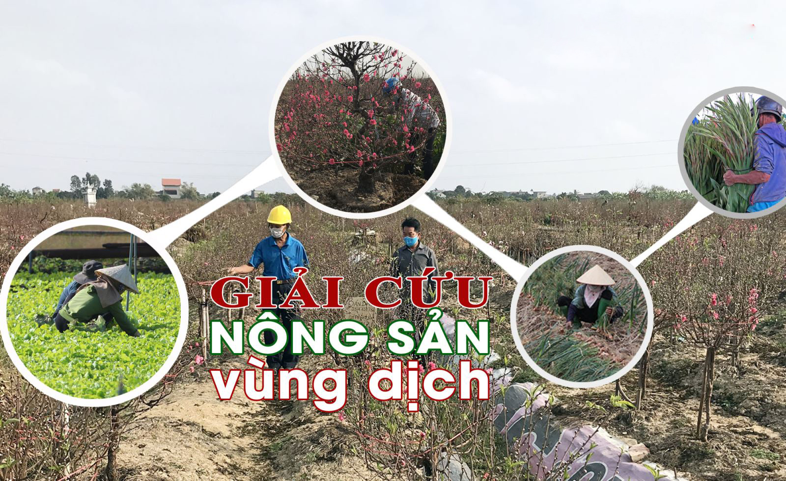 Giải cứu nông sản bà con mùa dịch