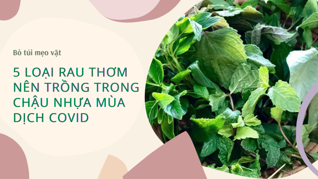 rau thom mua covid