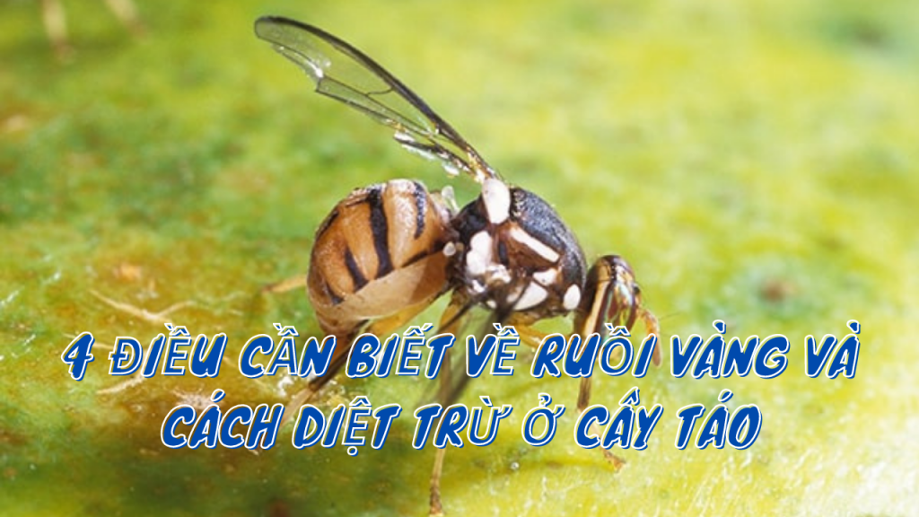 Lưới Chậu Lợi Dân