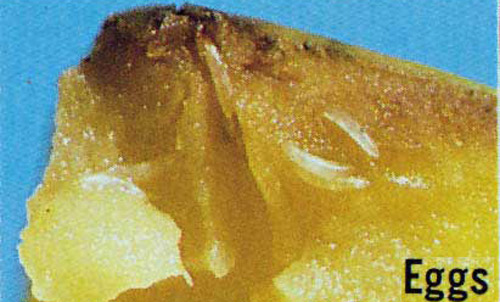 Hình ảnh trứng của ruồi vàng