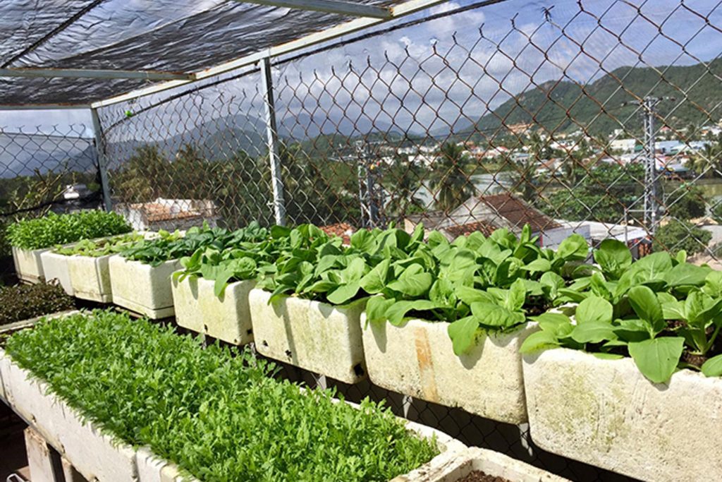 Lưới Chậu Lợi Dân