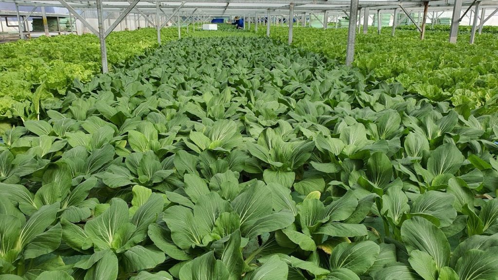 Lưới Chậu Lợi Dân