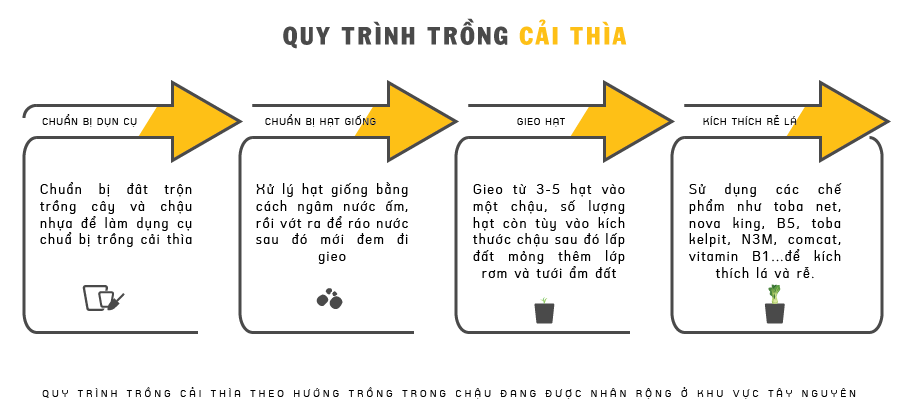 Quy trình trồng cải thìa trong chậu.