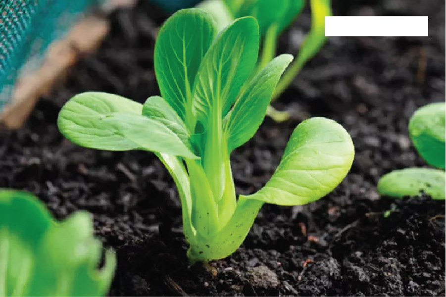 Trồng cải thìa trong chậu có nhiều ưu điểm hơn cách trồng truyền thống.