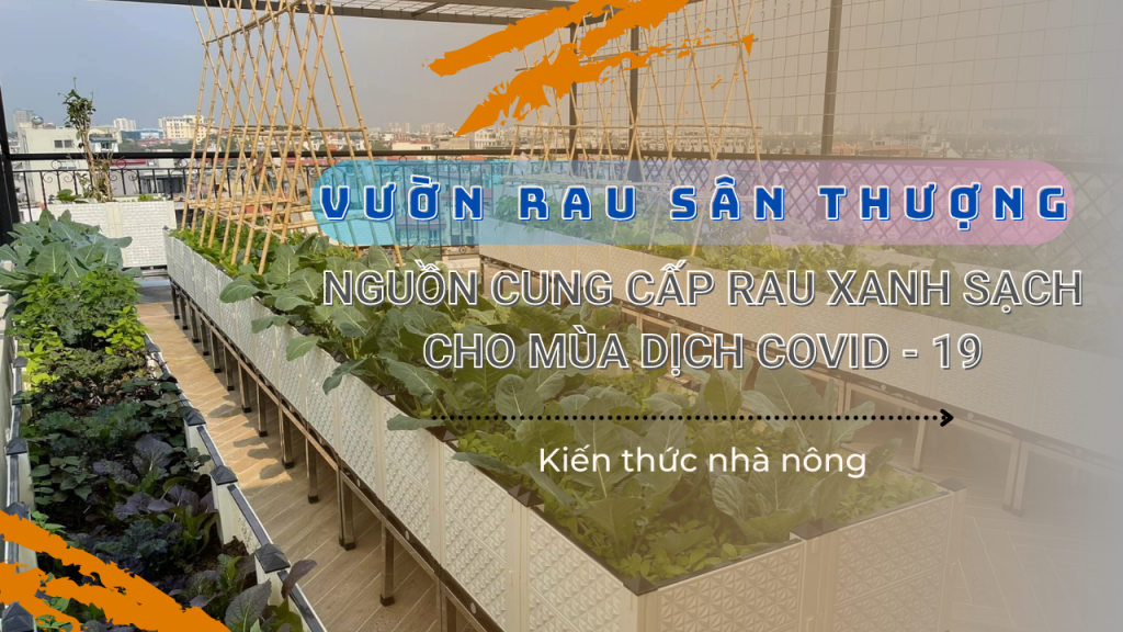 vuon rau san thuong