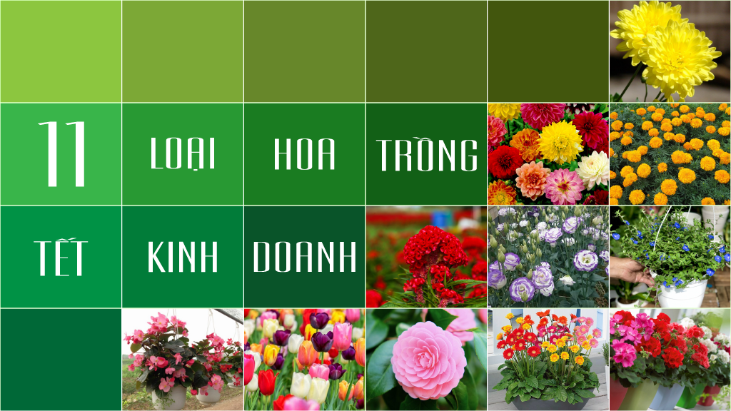 11 loại hoa trồng tết phù hợp cho kinh doanh