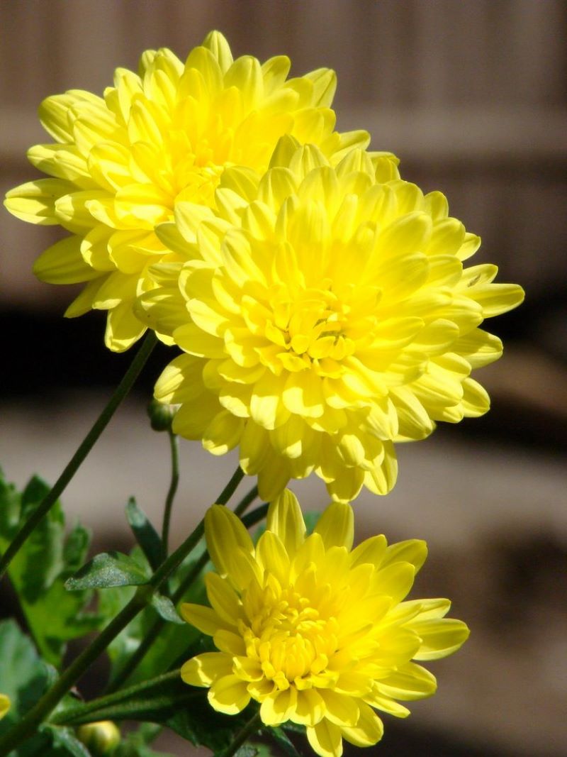 Hoa Cúc cũng là một loại hoa trồng tết được đại đa số người Việt ưa chuộng.