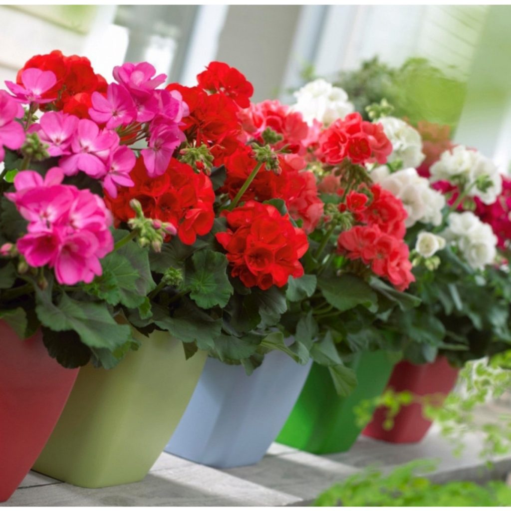 Lưới Chậu Lợi Dân