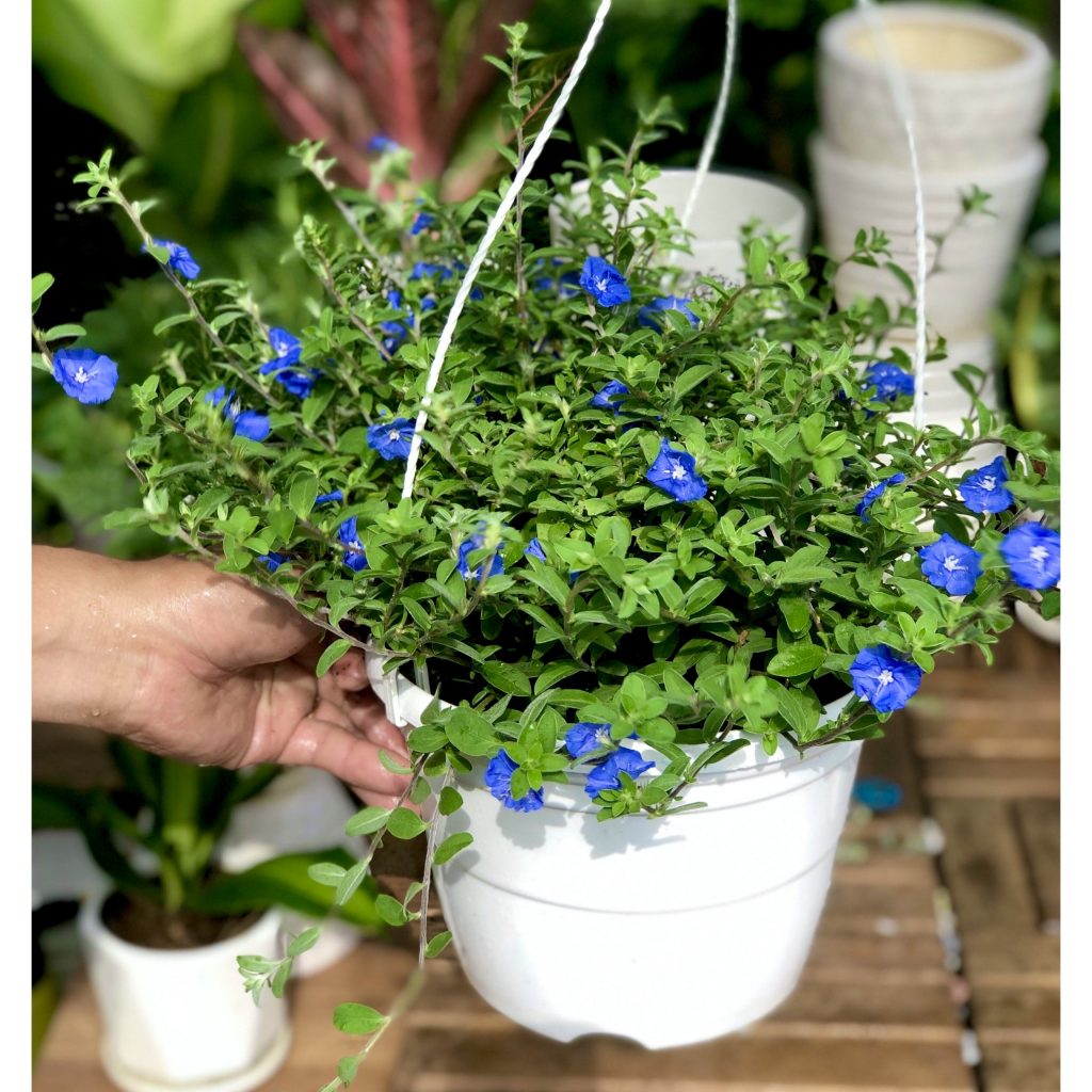 Lưới Chậu Lợi Dân