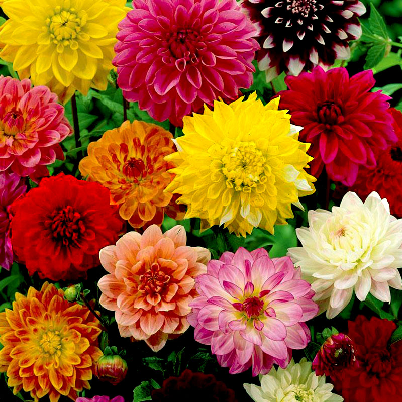 Hoa Thược Dược cũng là một trong 11 loại hoa đáng được trồng mùa tết.