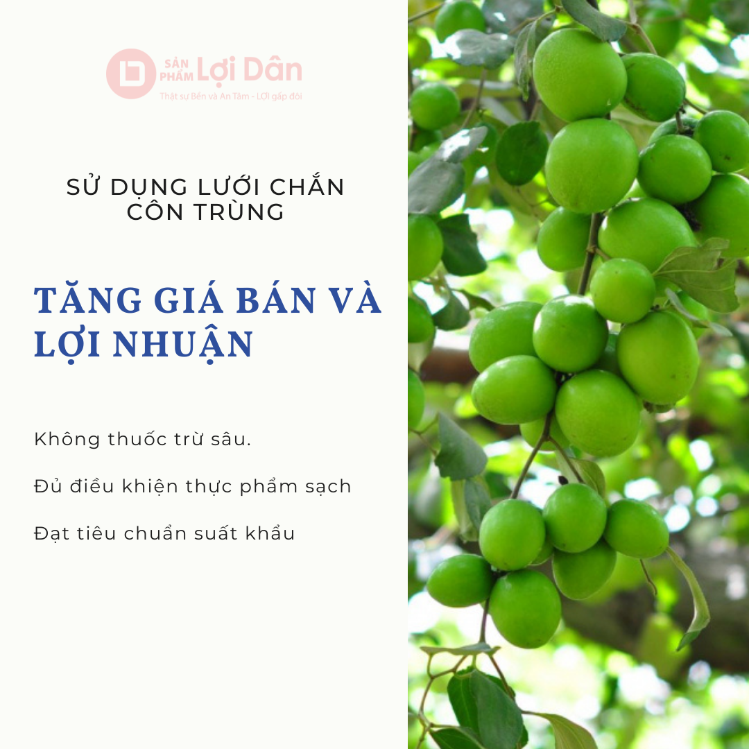 Tăng giá bán và lợi nhuận khi sử dụng lưới chắn côn trùng cho táo.