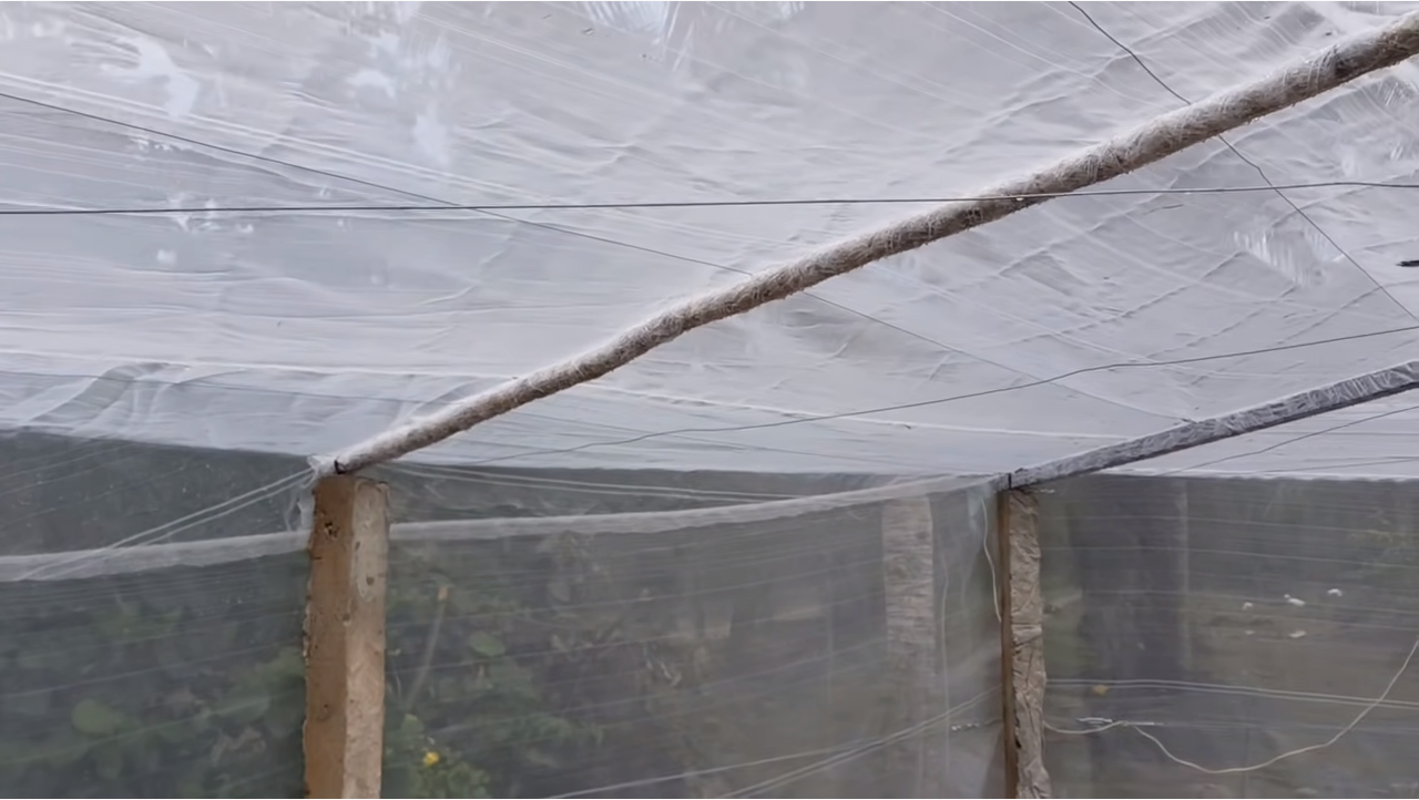 Trồng Dâu tây trong lưới chắn côn trùng để trái khoẻ, bóng đẹp.