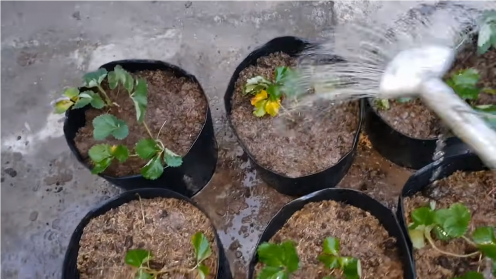 Lưới Chậu Lợi Dân