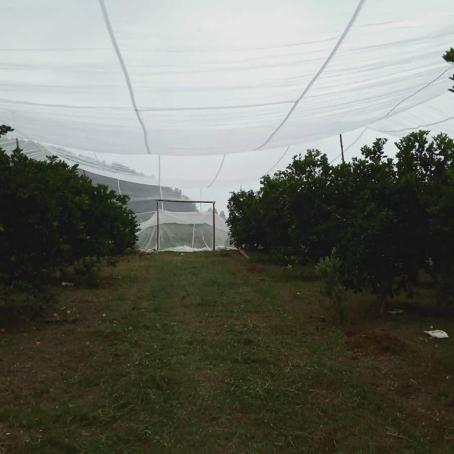 Trùm lưới chống côn trùng hết vườn cam.