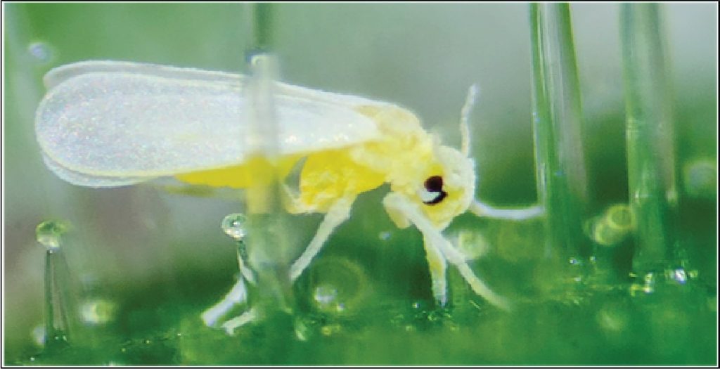 Lưới Chậu Lợi Dân