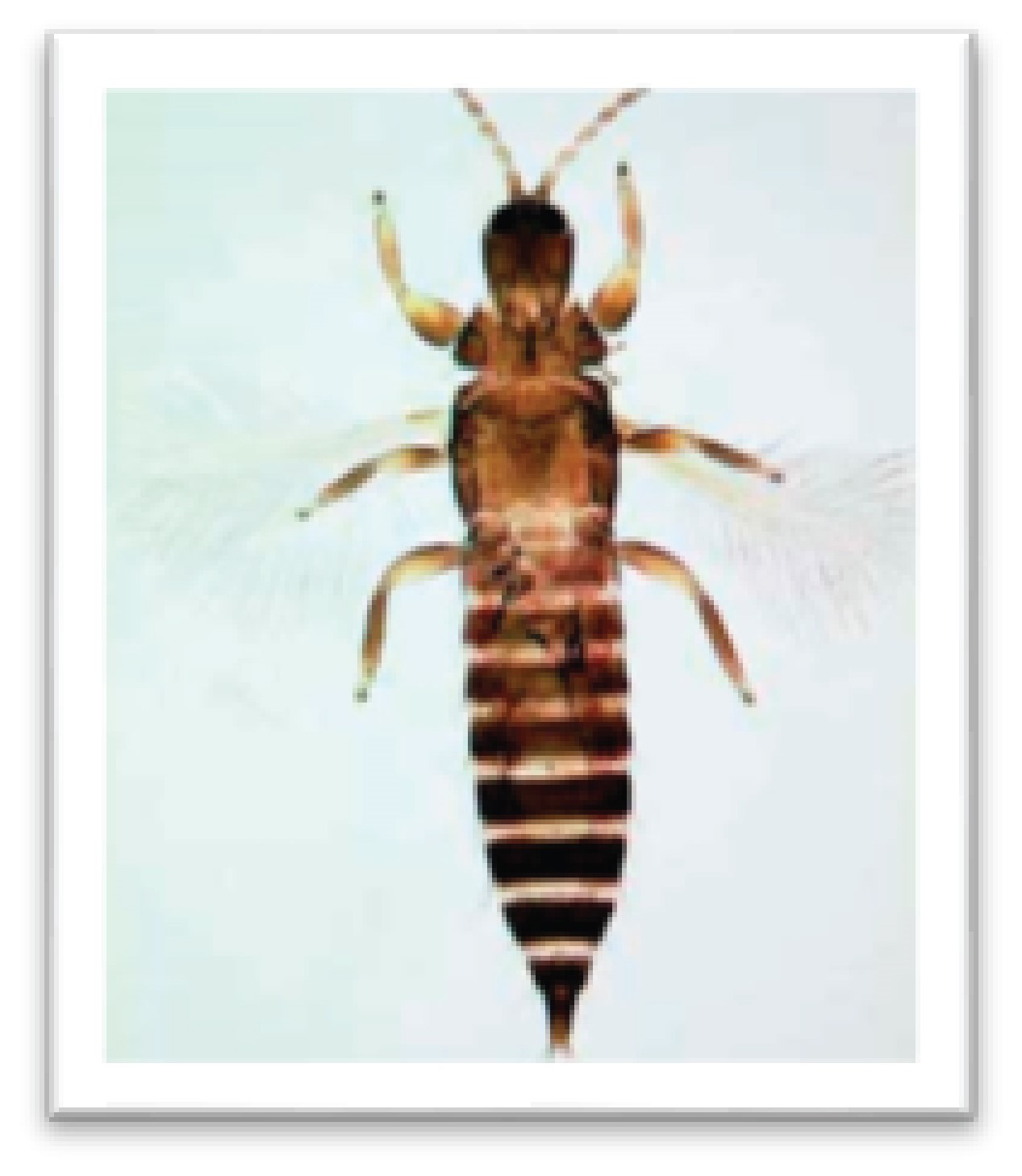 Bọ trĩ là côn trùng nguy hại thường có có mặt phá hoại chanh dây.