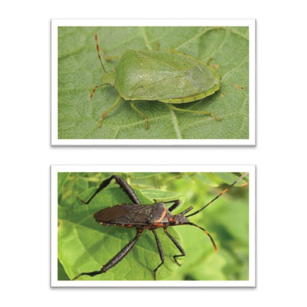 Lưới Chậu Lợi Dân