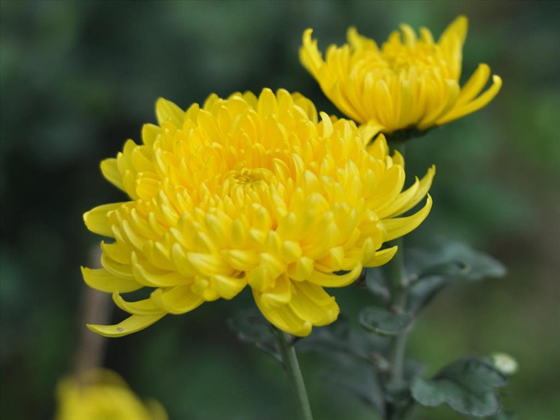 Hoa cúc và hoa vạn thọ là những đối tượng dễ bị mắc bệnh giai đoạn sắp tết.