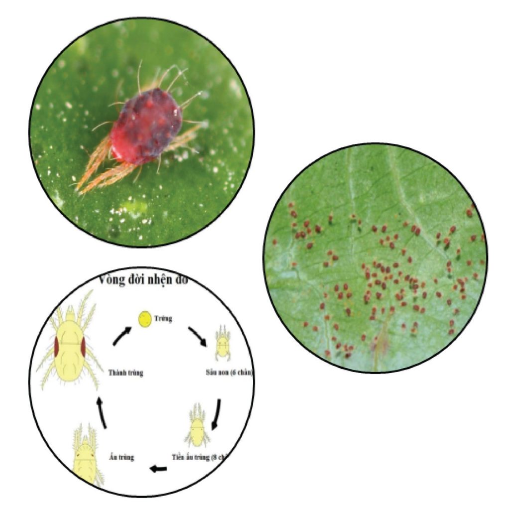 Lưới Chậu Lợi Dân
