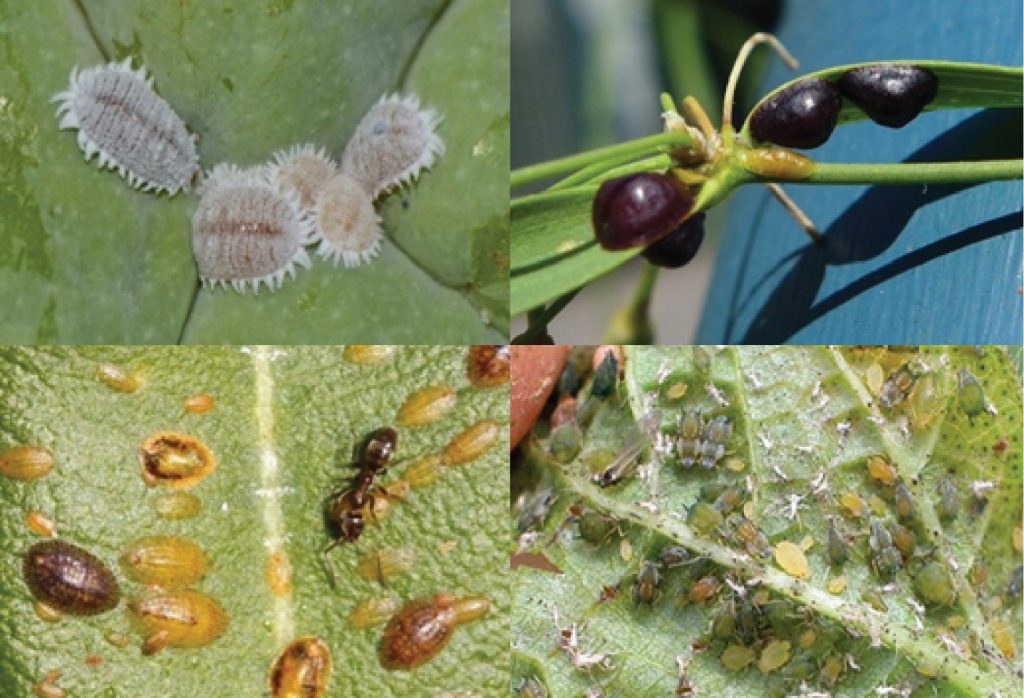 Lưới Chậu Lợi Dân