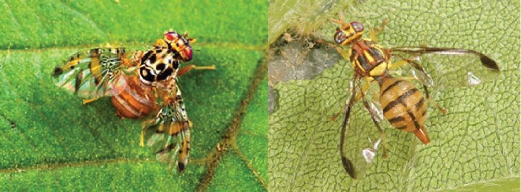 Lưới Chậu Lợi Dân