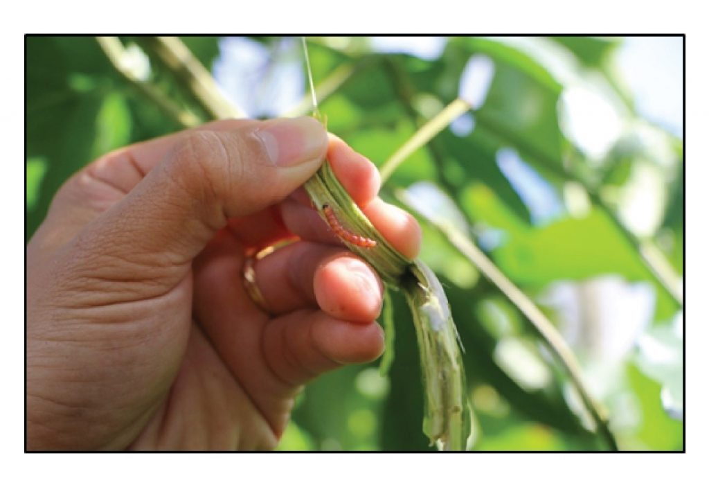 Lưới Chậu Lợi Dân