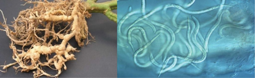 Lưới Chậu Lợi Dân