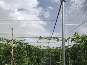 Lưới chắn côn trùng Lợi Dân chất lượng tốt nhất thị trường Lưới chắn côn trùng Lợi Dân chất lượng tốt nhất thị trường