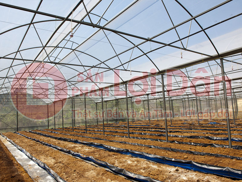 Trồng cây trong nhà kính có tác dụng gì Nên hay không