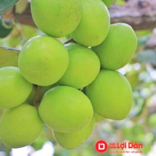 Nhà Lưới Trùm Táo 13 107871059 704804320370872 2026956044118036373 n 1