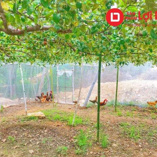 Nhà Lưới Trùm Táo 11 110010756 704804437037527 5829312070151858763 n 1