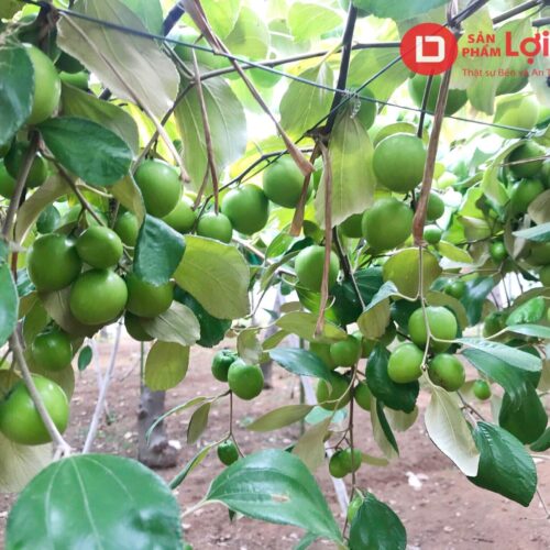 Nhà Lưới Trùm Táo 12 112229153 704804350370869 3385213953505281556 n 1