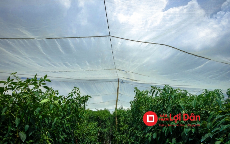 Trùm lưới cho vườn cây ăn trái