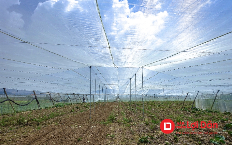 Lưới chắn côn trùng làm nhà lưới trồng rau