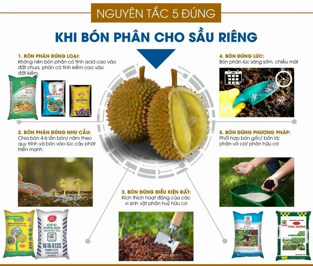 Bón phân đúng cách khi trồng Sầu riêng