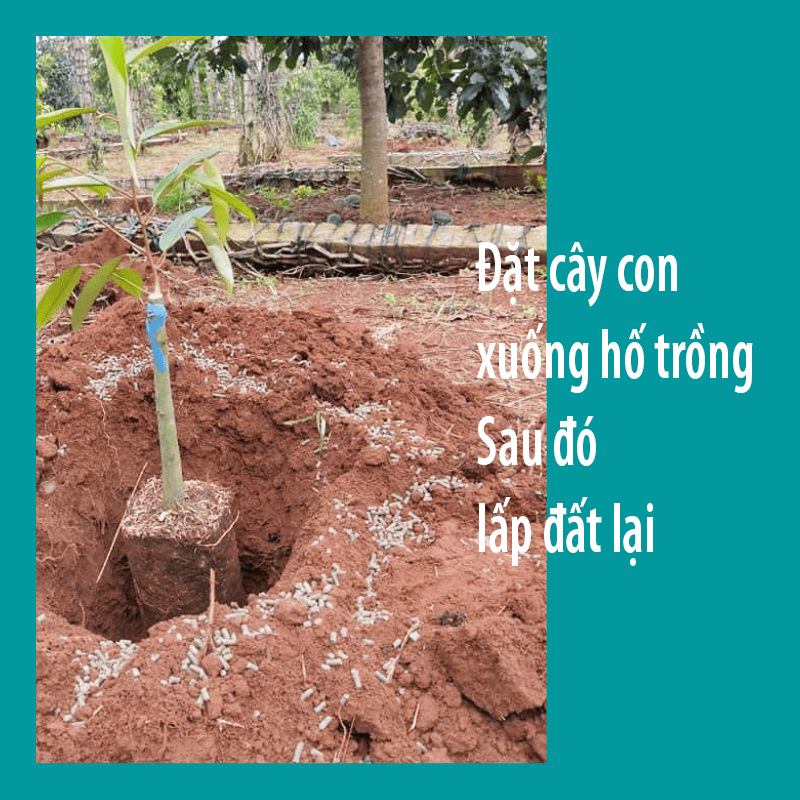 Trồng cây sầu riêng con vào đất