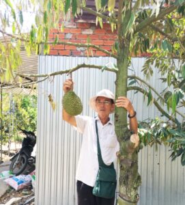 Cây sầu riêng ra quả